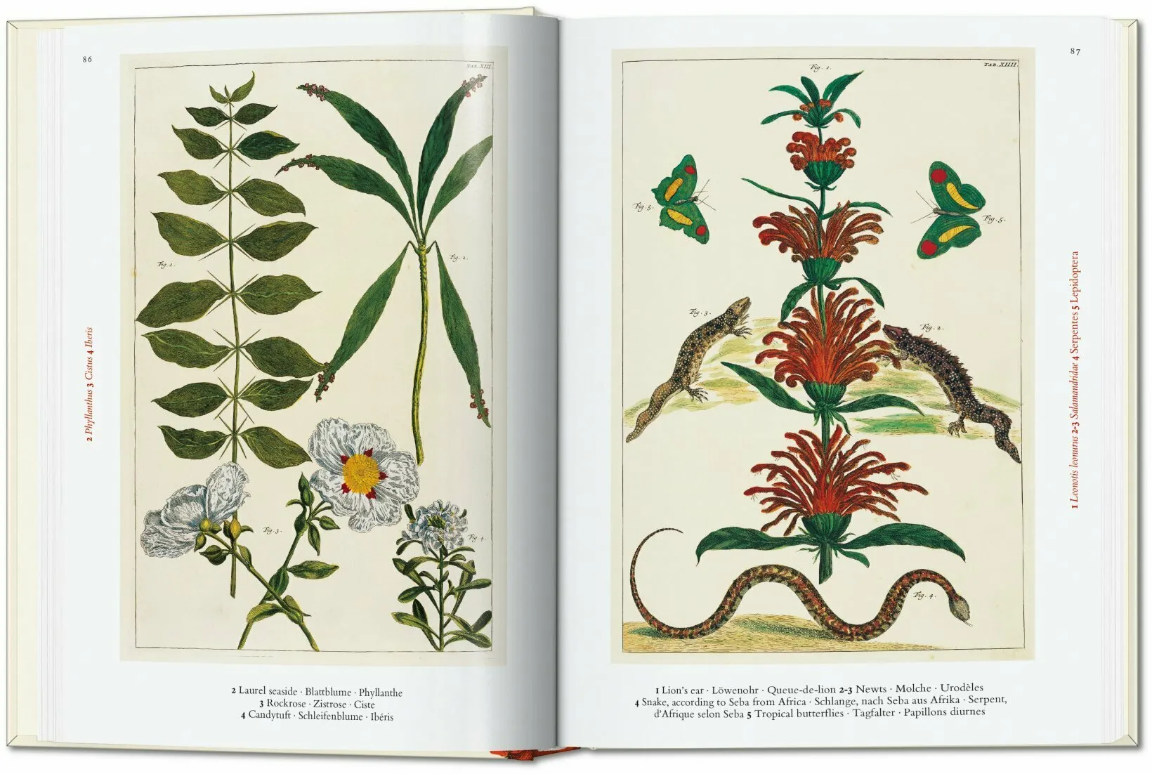 Taschen Books - Seba. Cabinet of Natural Curiosities