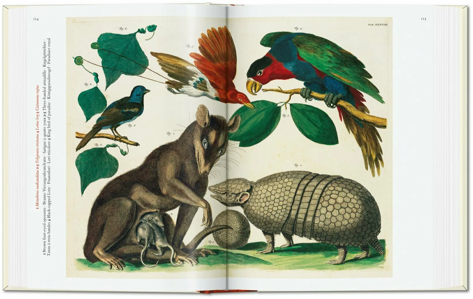 Taschen Books - Seba. Cabinet of Natural Curiosities