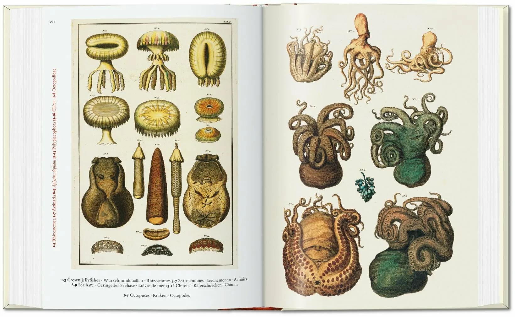 Taschen Books - Seba. Cabinet of Natural Curiosities